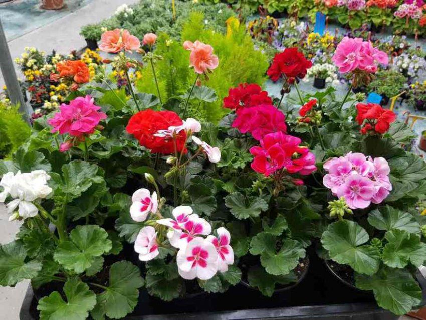 Geranios zonales en mezcla de colores