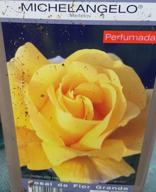 prod 565264