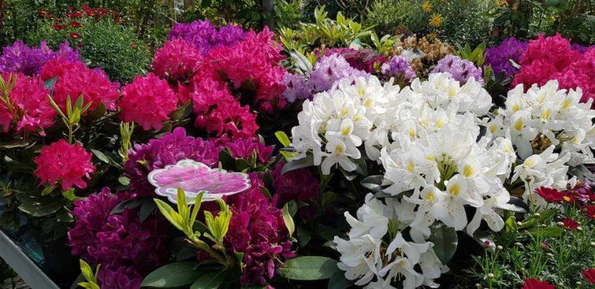 RHODODENDRO