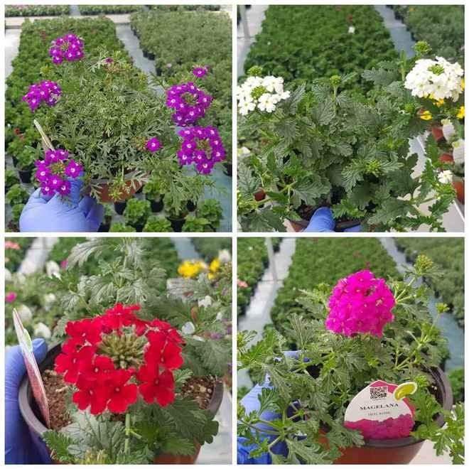 prodsec 565315