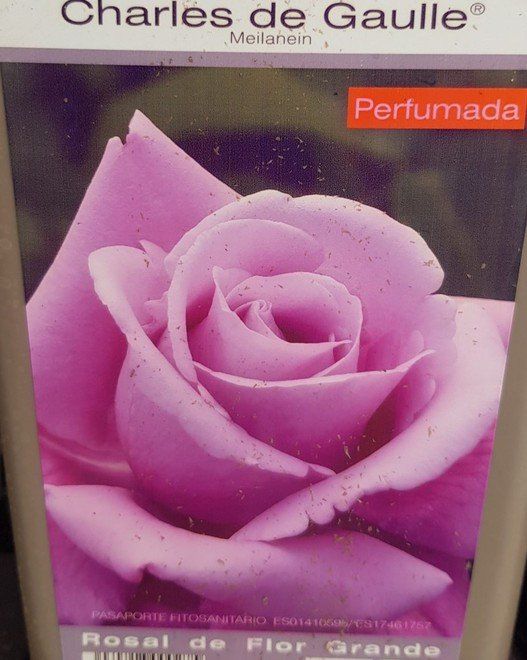 prod 565259