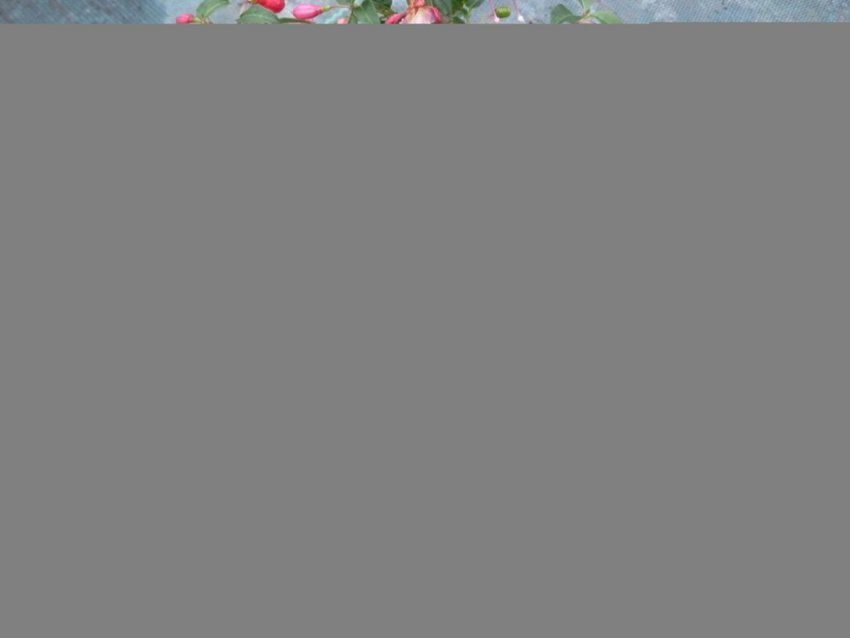 prod 172081