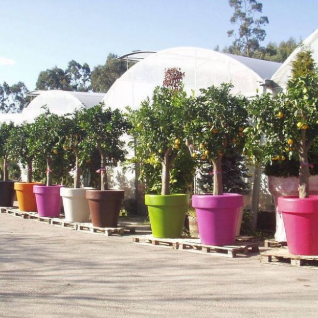 VIVEROS EL ROBLE