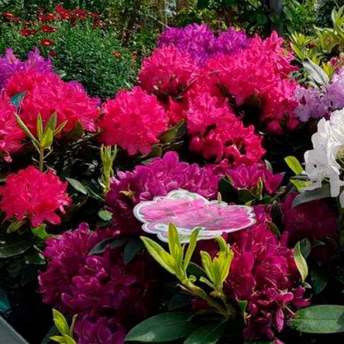 Oferta Packs de Plantas