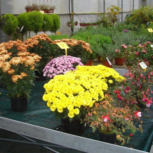 Plantas de temporada