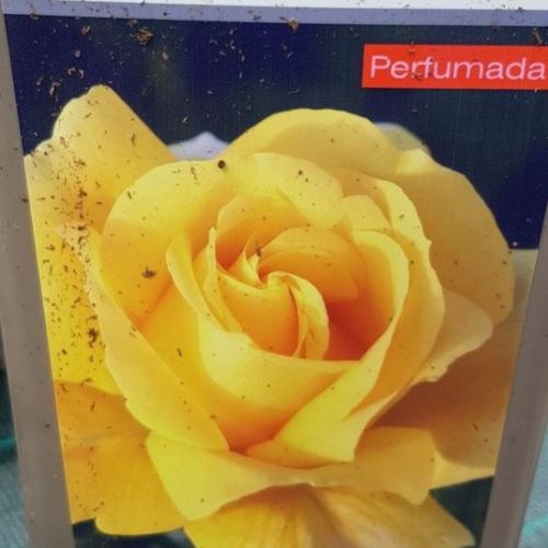 prod 565264