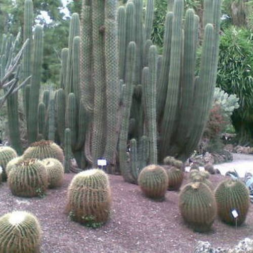 BOTANICO DE VALENCIA