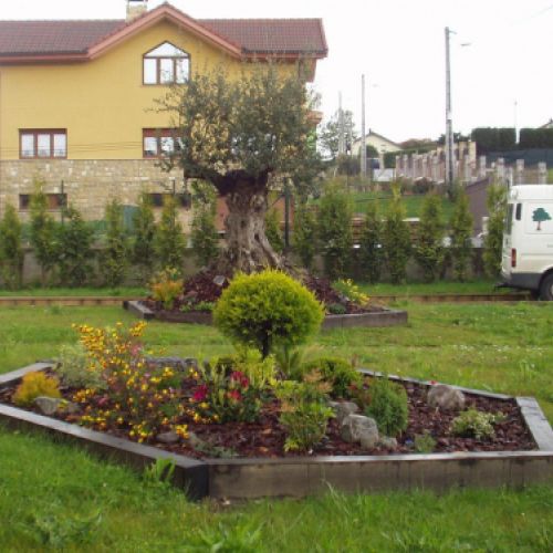 OLIVO , ROCALLA Y THUYAS