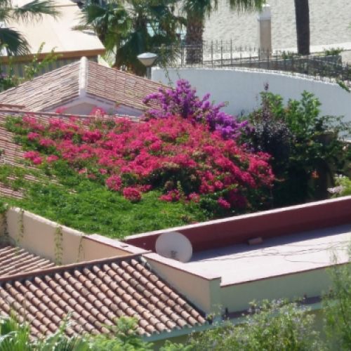 BOUGANVILLEA MALAGA