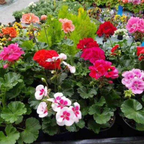 Geranios zonales en mezcla de colores