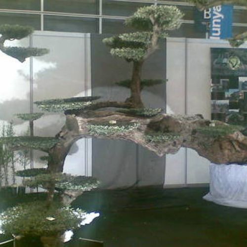 OLIVO MACROBONSAI IBERFLORA