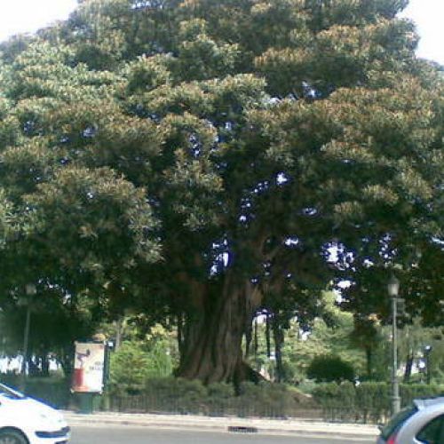 FICUS ROBUSTA ARBOL  VALENCIA