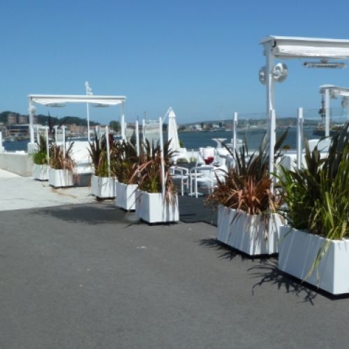 PHORMIUM EN TERRAZA NIEMEYER