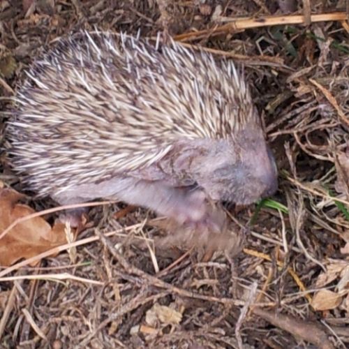 FAMILIA DE ERIZOS RECIEN NACIDOS EN EL VIVERO