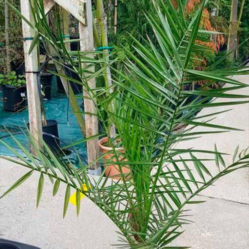 Palmeras