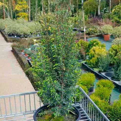 Coniferas