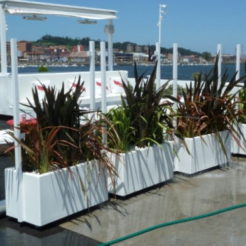 PHORMIUM EN TERRAZA NIEMEYER