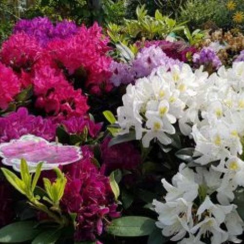 RHODODENDRO