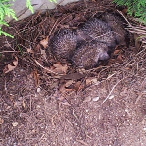 FAMILIA DE ERIZOS RECIEN NACIDOS EN EL VIVERO