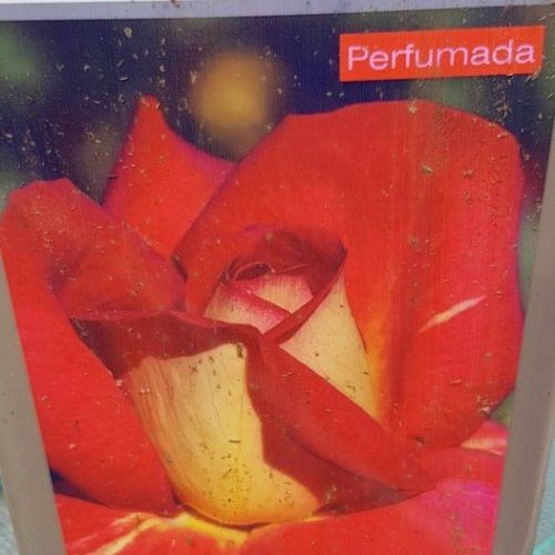 prod 565258