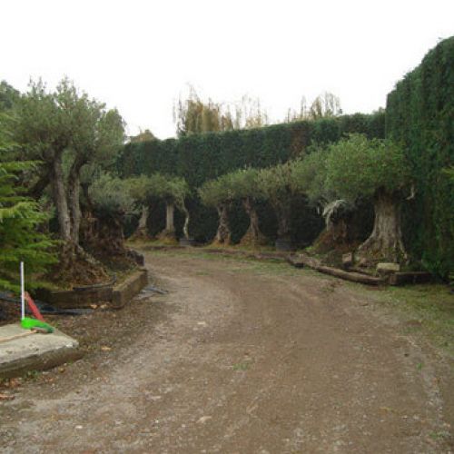 Vistas Vivero3