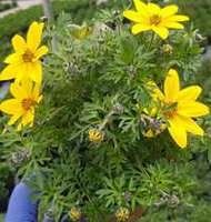 
&iexcl;&iexcl;PLANTAS VIVACES DE NUESTROS CULTIVOS
