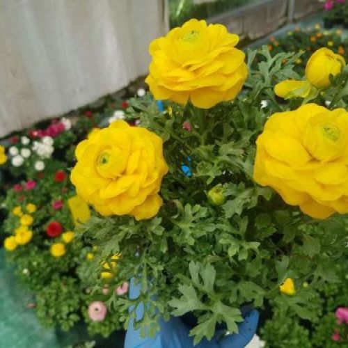 prod 565362