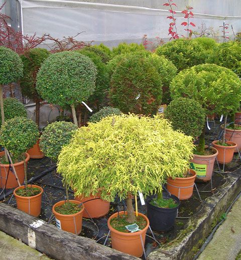 Viveros El Roble: Calidad y Variedad en Avilés