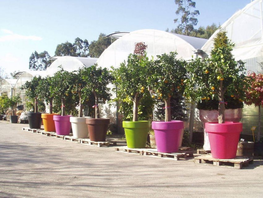 Vivero de plantas ornamentales