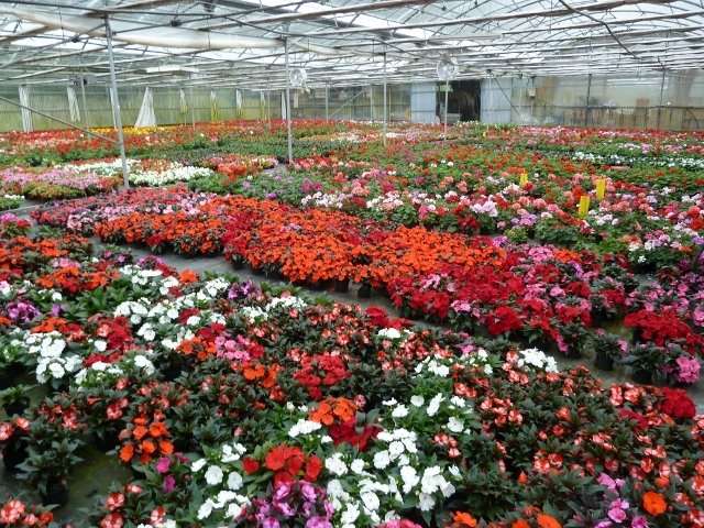 Viveros de plantas ornamentales
