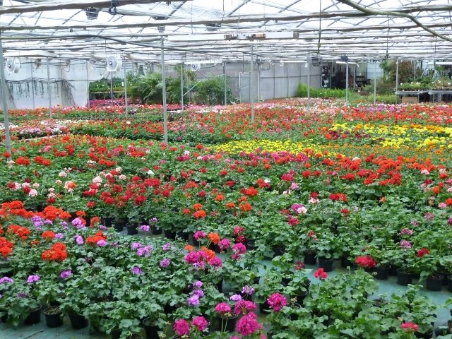 Vivero de Producción