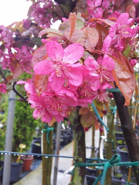 Viveros El Roble